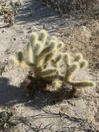 صورة Cylindropuntia bigelovii var. bigelovii