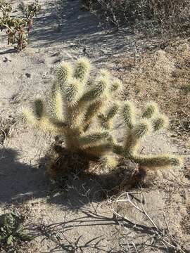 Image of Cylindropuntia bigelovii var. bigelovii