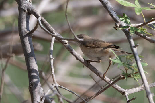 Sivun Curruca cantillans (Pallas 1764) kuva