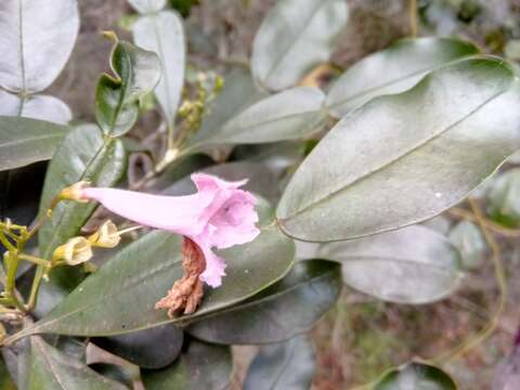 Image of Phyllarthron bojeranum DC.