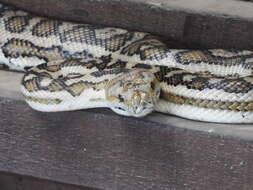 Image of Morelia spilota imbricata (L. A. Smith 1981)