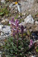 Image of Pedicularis violascens Schrenk ex Fisch. & C. A. Mey.