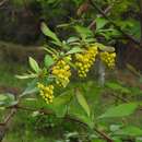 Image of Berberis aristata DC.