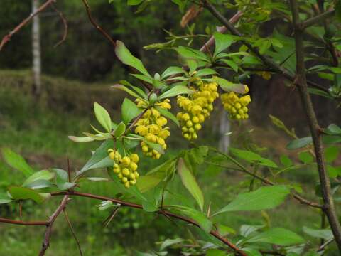 Image of Berberis aristata DC.