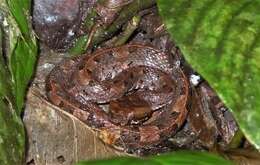 Image of Hognosed Pit Viper