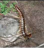 Imagem de Scolopendra galapagoensis Bollman 1889