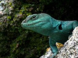 صورة Pristidactylus achalensis (Gallardo 1964)