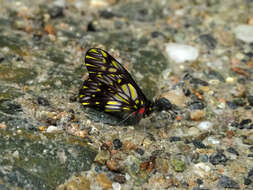 Image of Catasticta reducta Butler 1896