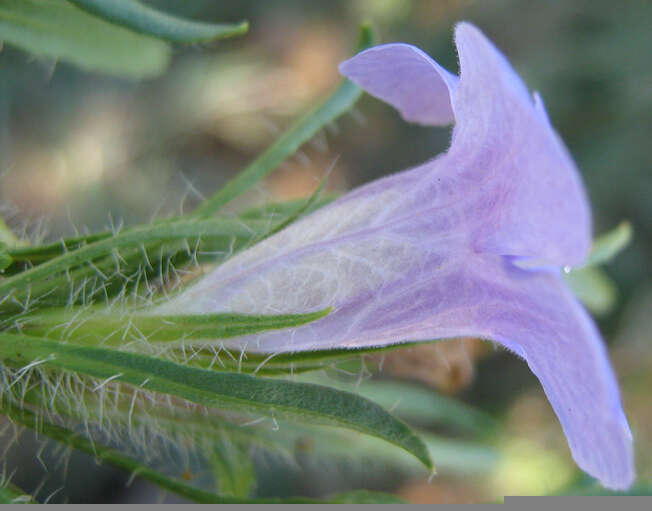 Image of Ruelliopsis