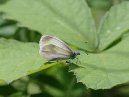 Leptidea sinapis (Linnaeus 1758)的圖片