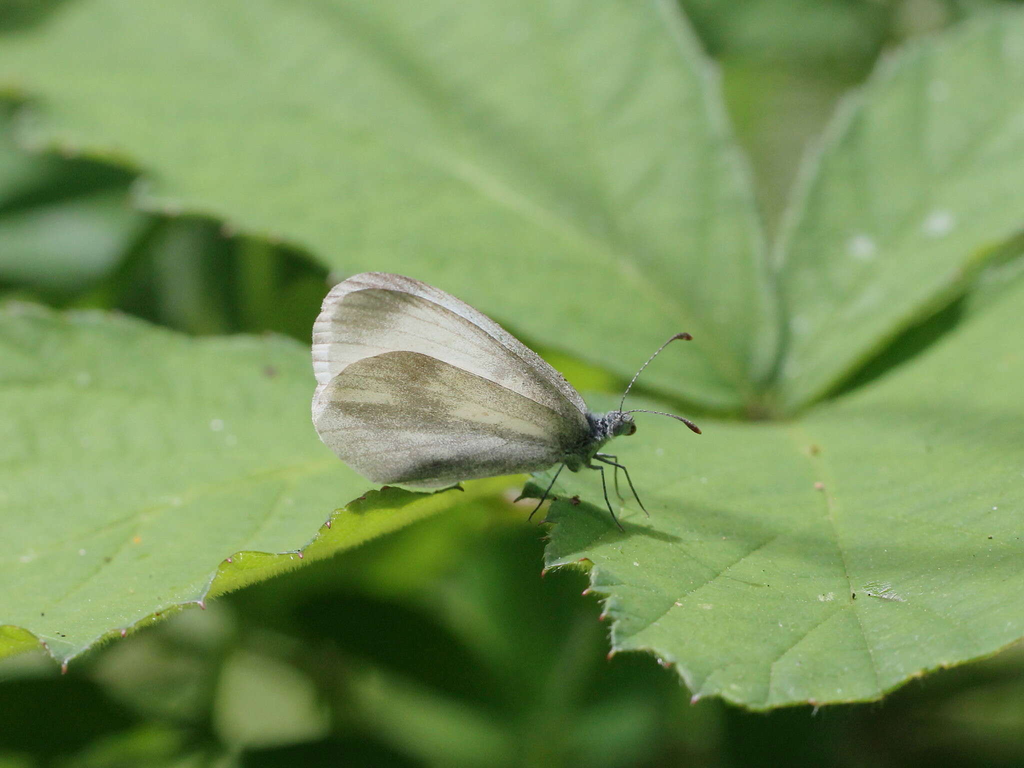 Leptidea sinapis (Linnaeus 1758)的圖片