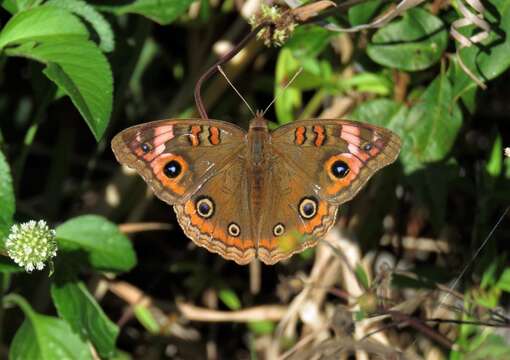 Image de <i>Junonia neildi</i>