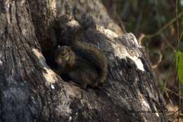 Image of Thomas's rope squirrel