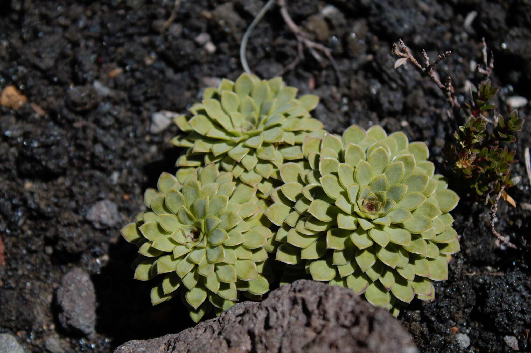 Imagem de Viola cotyledon Ging.