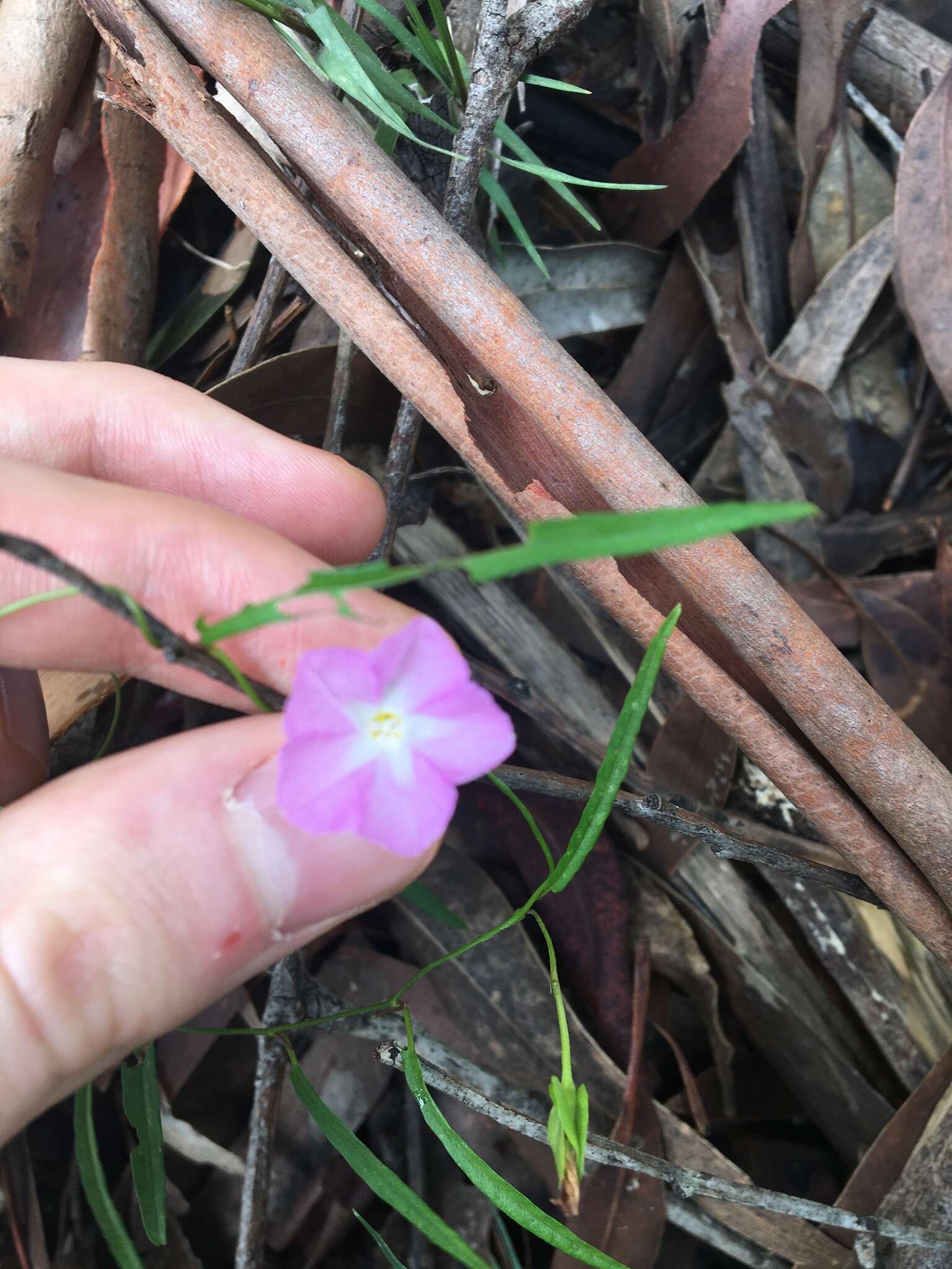 Image of Polymeria calycina R. Br.