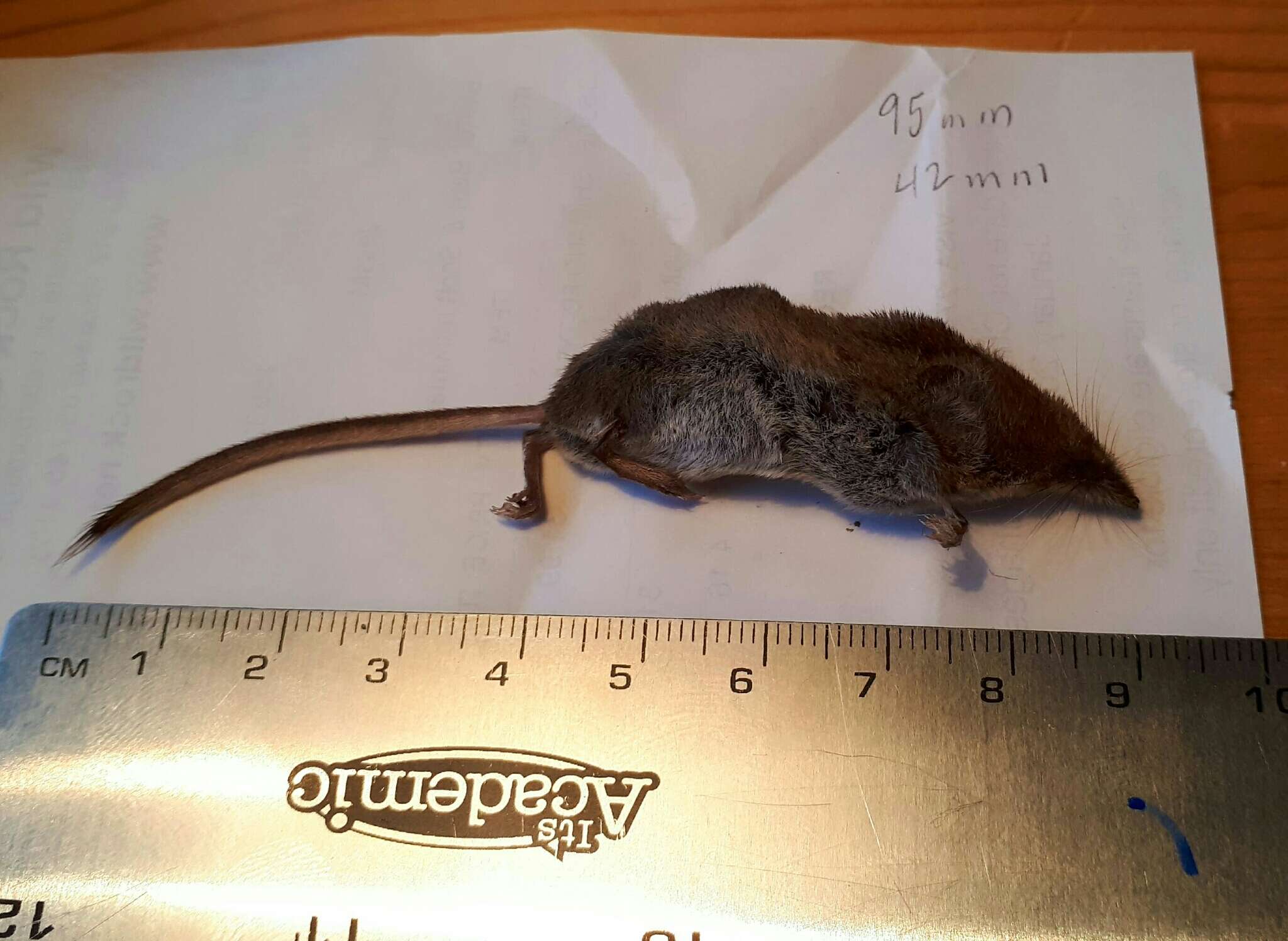 Image of Cinereus Shrew (Masked Shrew)