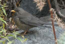 Image of Yemen Thrush