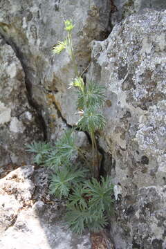 Image of Delphinium fissum Waldst. & Kit.