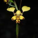 Plancia ëd Diuris maculata Sm.