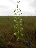 Image of Habenaria genuflexa Rendle