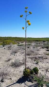 Image of Agave margaritae Brandegee