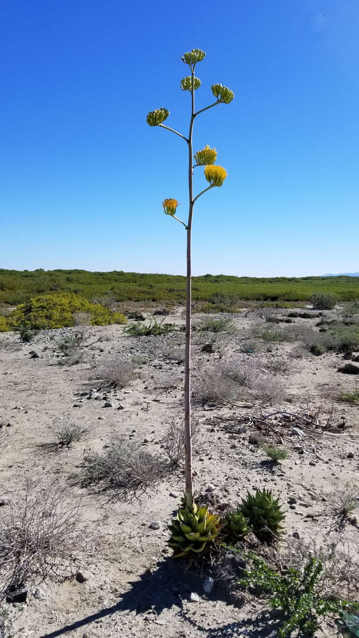 Agave margaritae Brandegee resmi