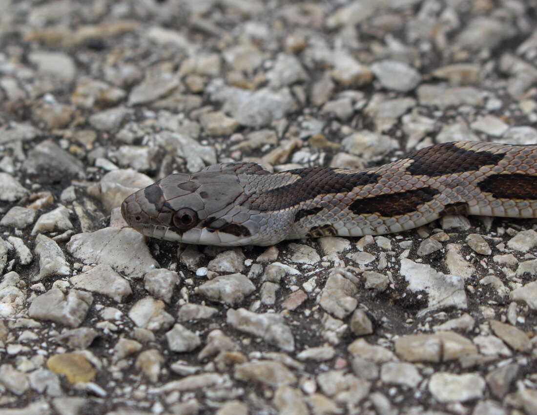 Image de Pantherophis Fitzinger 1843