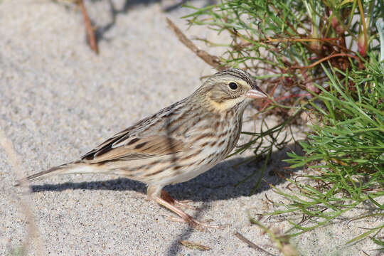 Image of Passerculus sandwichensis princeps Maynard 1872