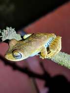 Image of Convict Tree Frog
