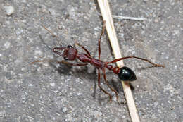 Image of Myrmecia forficata (Fabricius 1787)