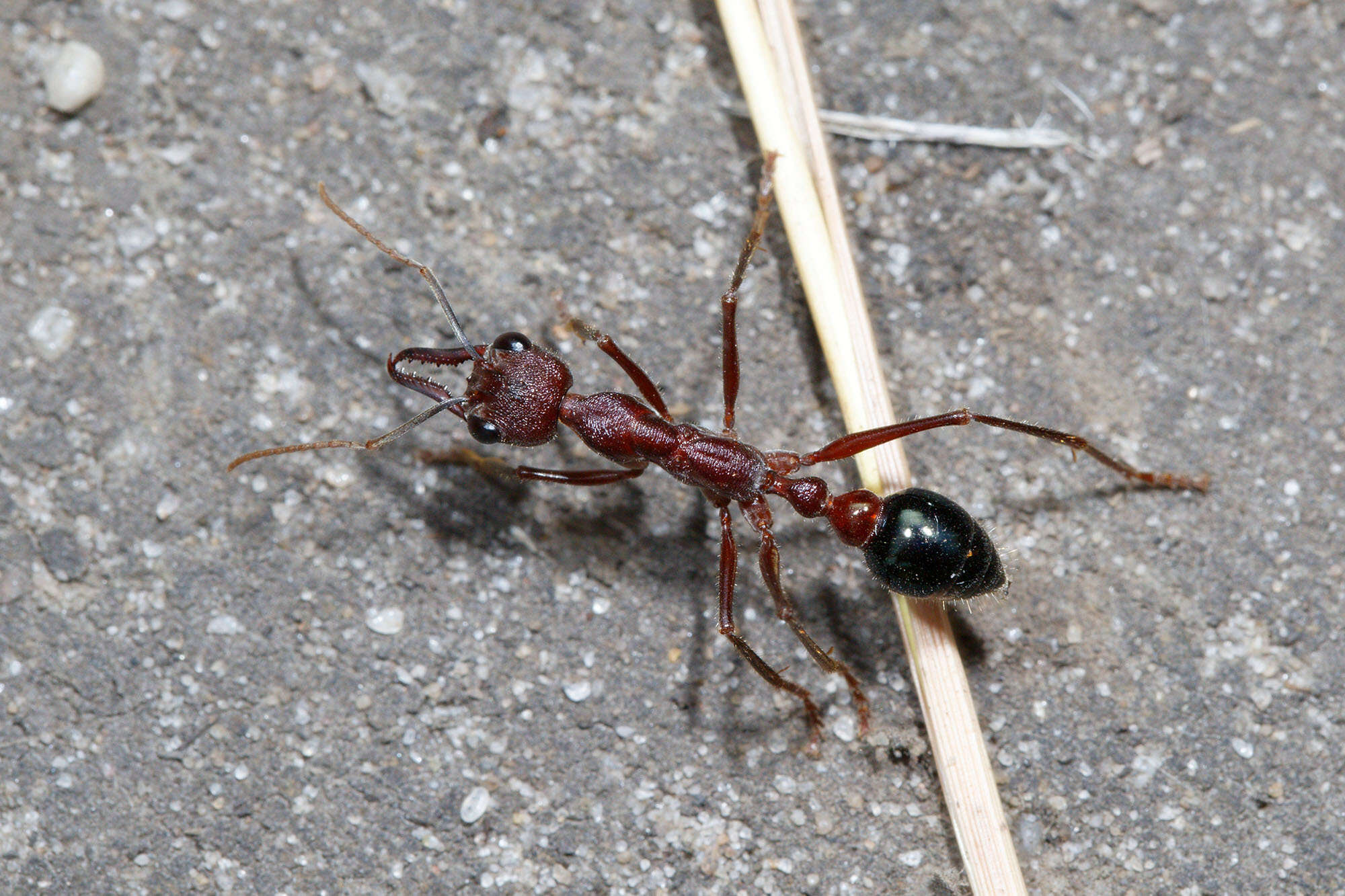 Image of Myrmecia forficata (Fabricius 1787)