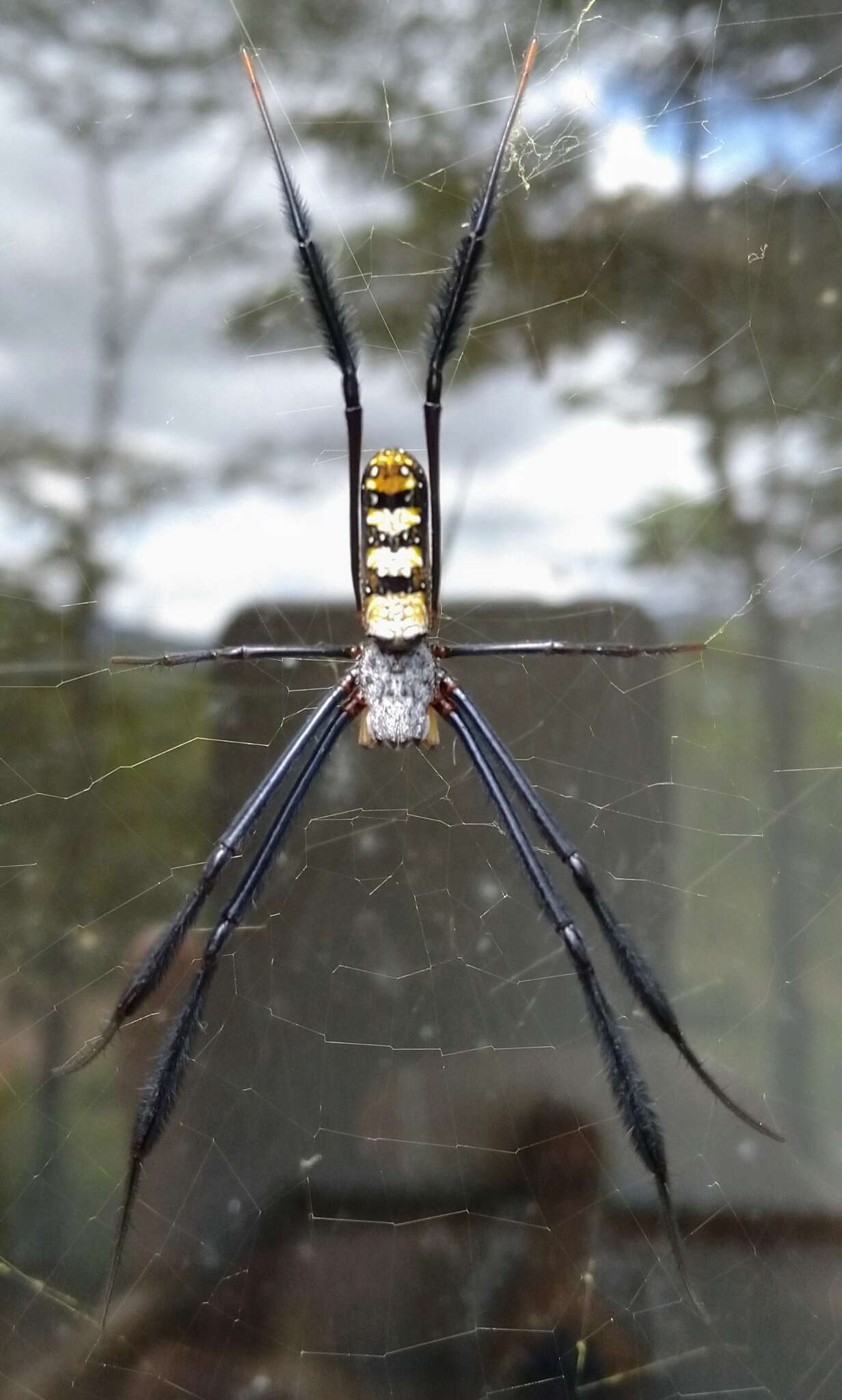 صورة Trichonephila fenestrata (Thorell 1859)