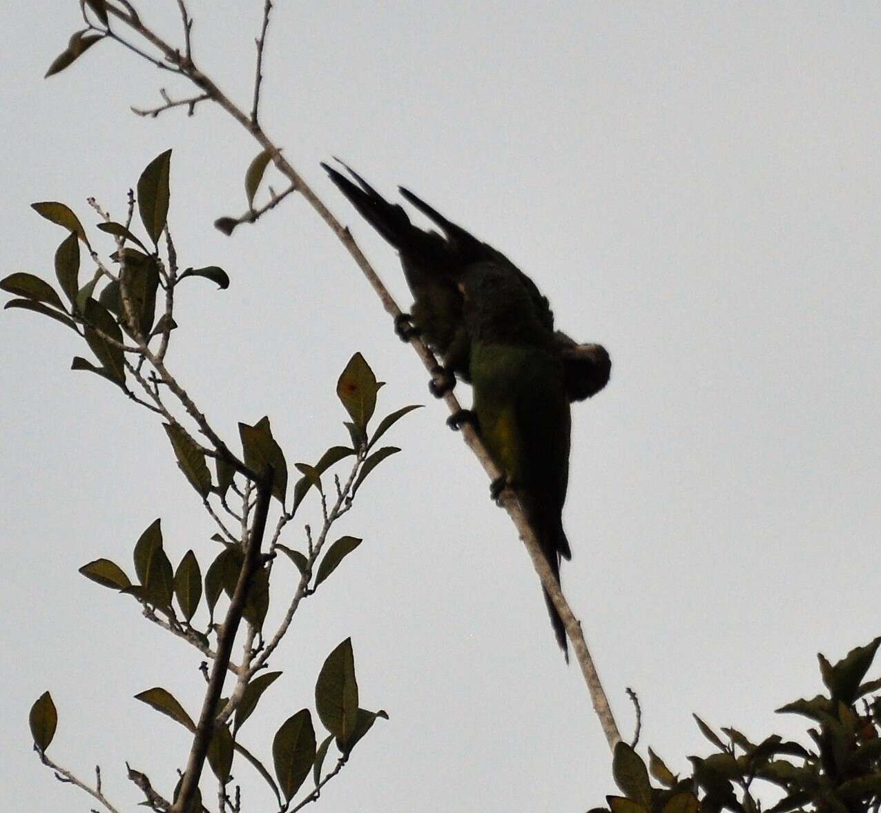 Image of Dusky-headed Parakeet