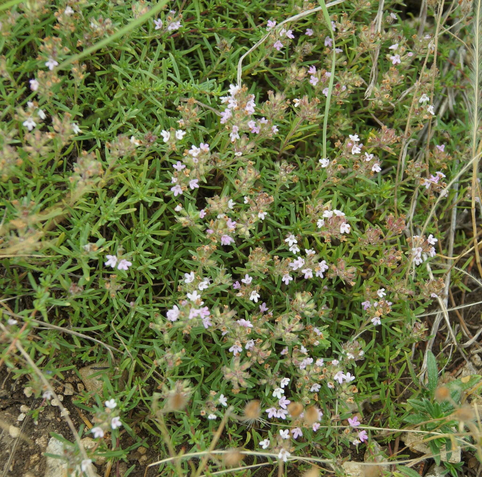 صورة Thymus callieri Borbás ex Velen.