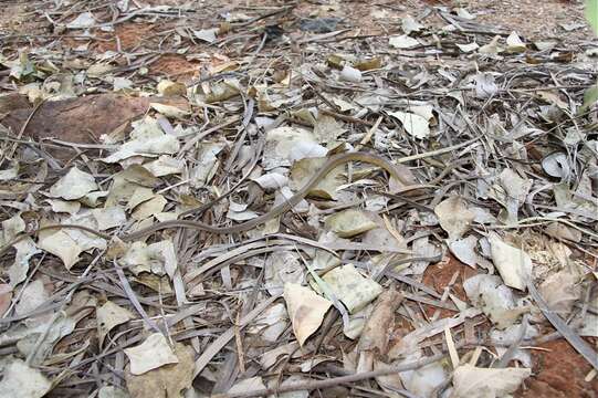 Imagem de Demansia angusticeps (Macleay 1888)