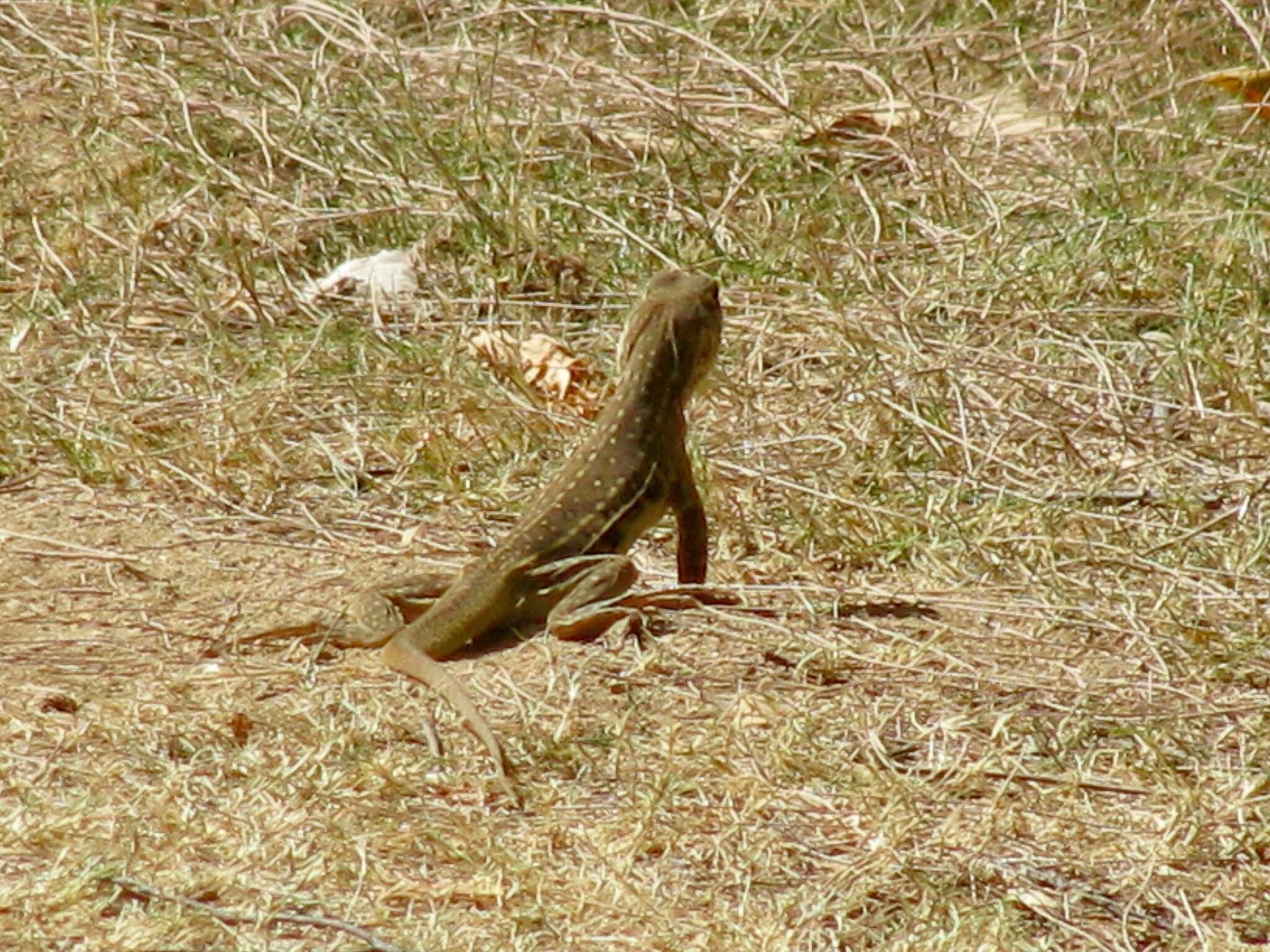 Image of Common Butterfly Lizard