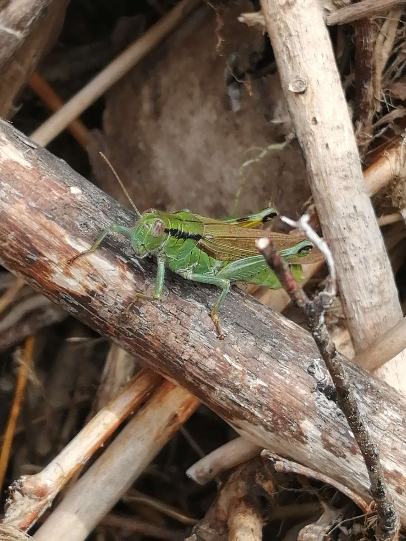 Plancia ëd Mecostethus parapleurus (Hagenbach 1822)