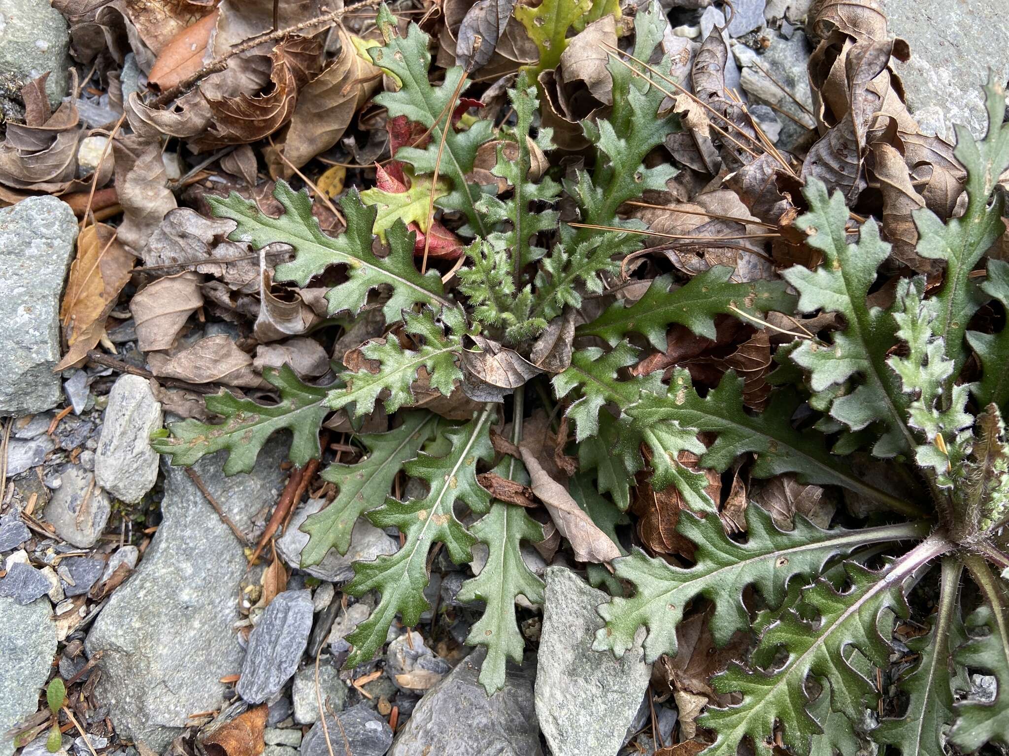 Image of Senecio morrisonensis Hayata