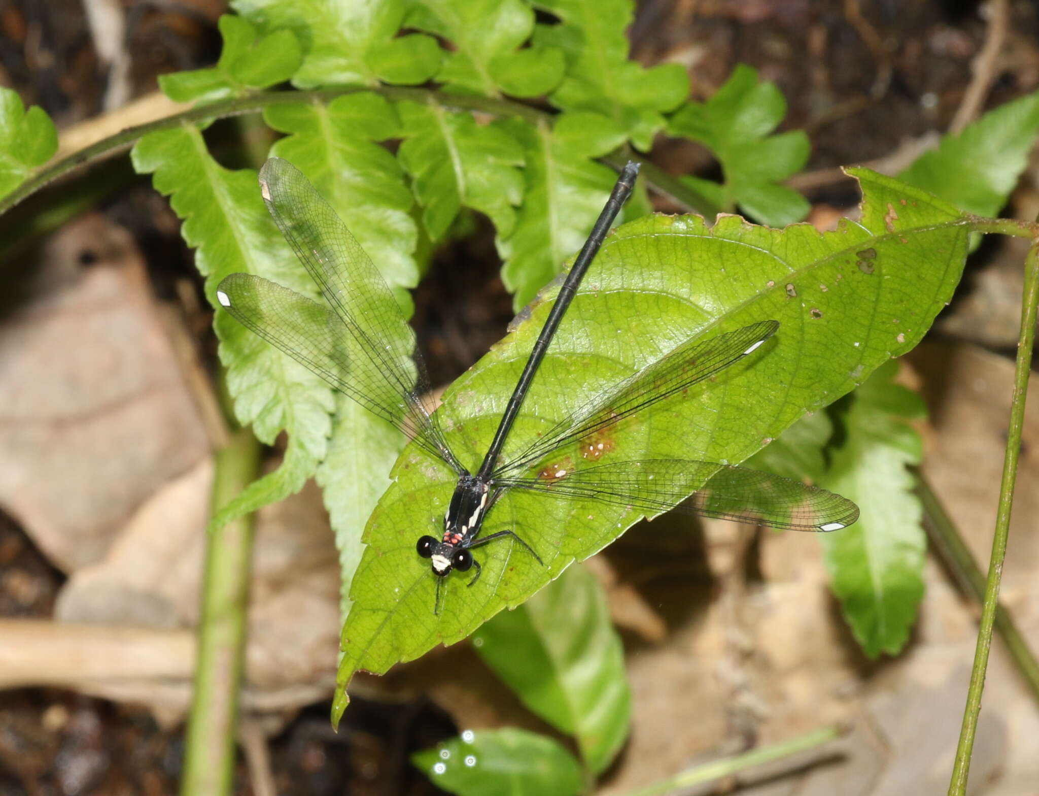 Image of Podopteryx selysi (Förster 1899)