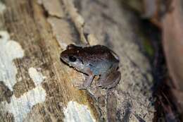 Image of Mottled Squeaker