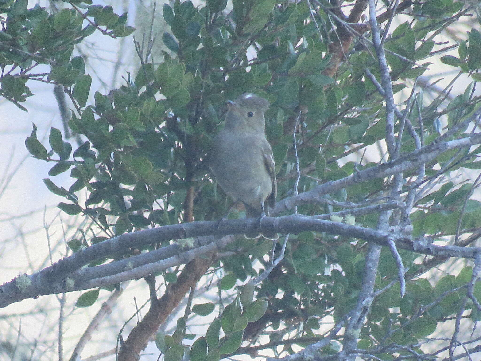 Image of White-crested Elaenia