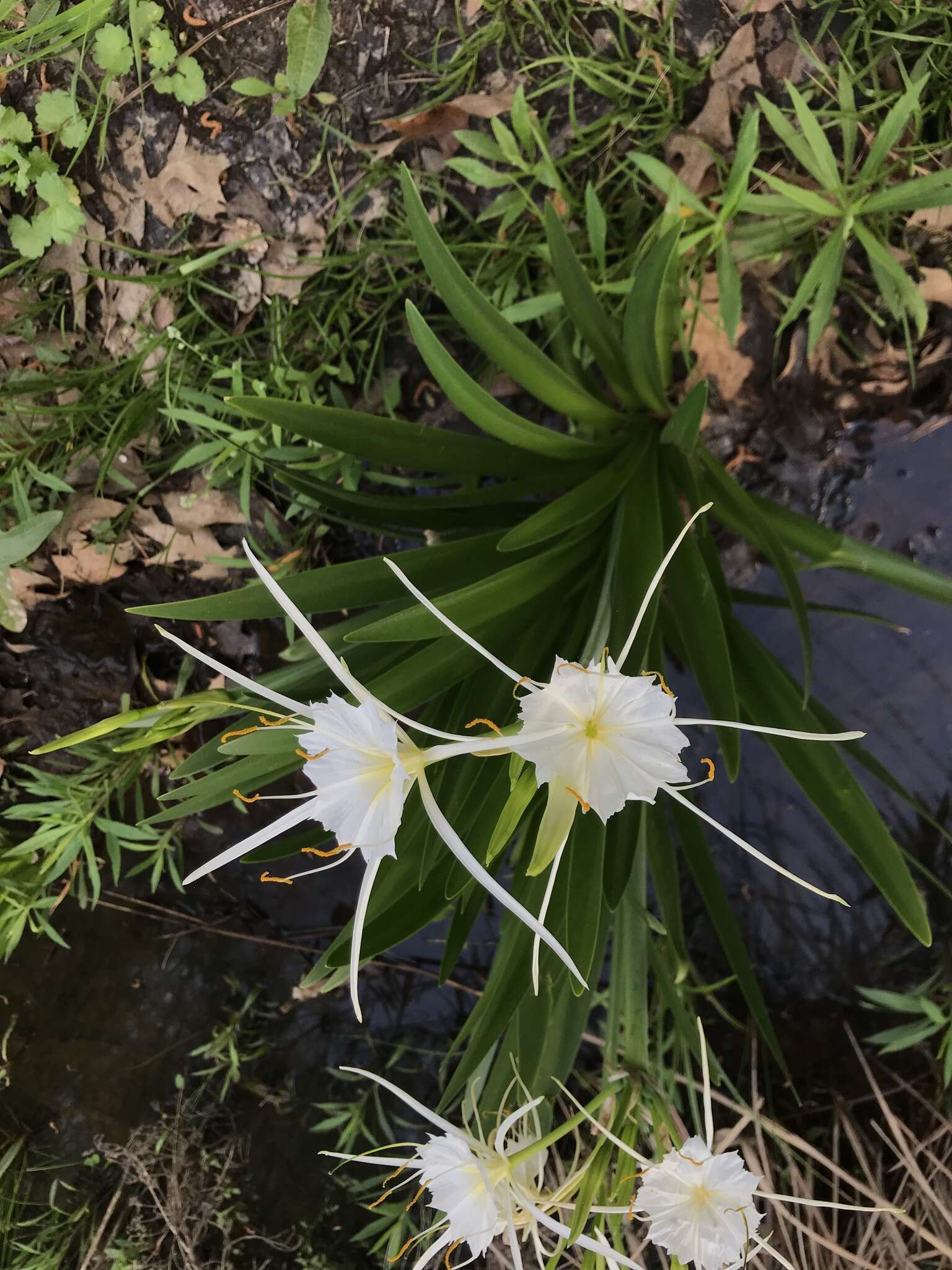 Image of spring spiderlily