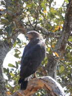 Image of Banded Snake-Eagle