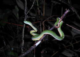 Image of <i>Trimeresurus sabahi fucatus</i>