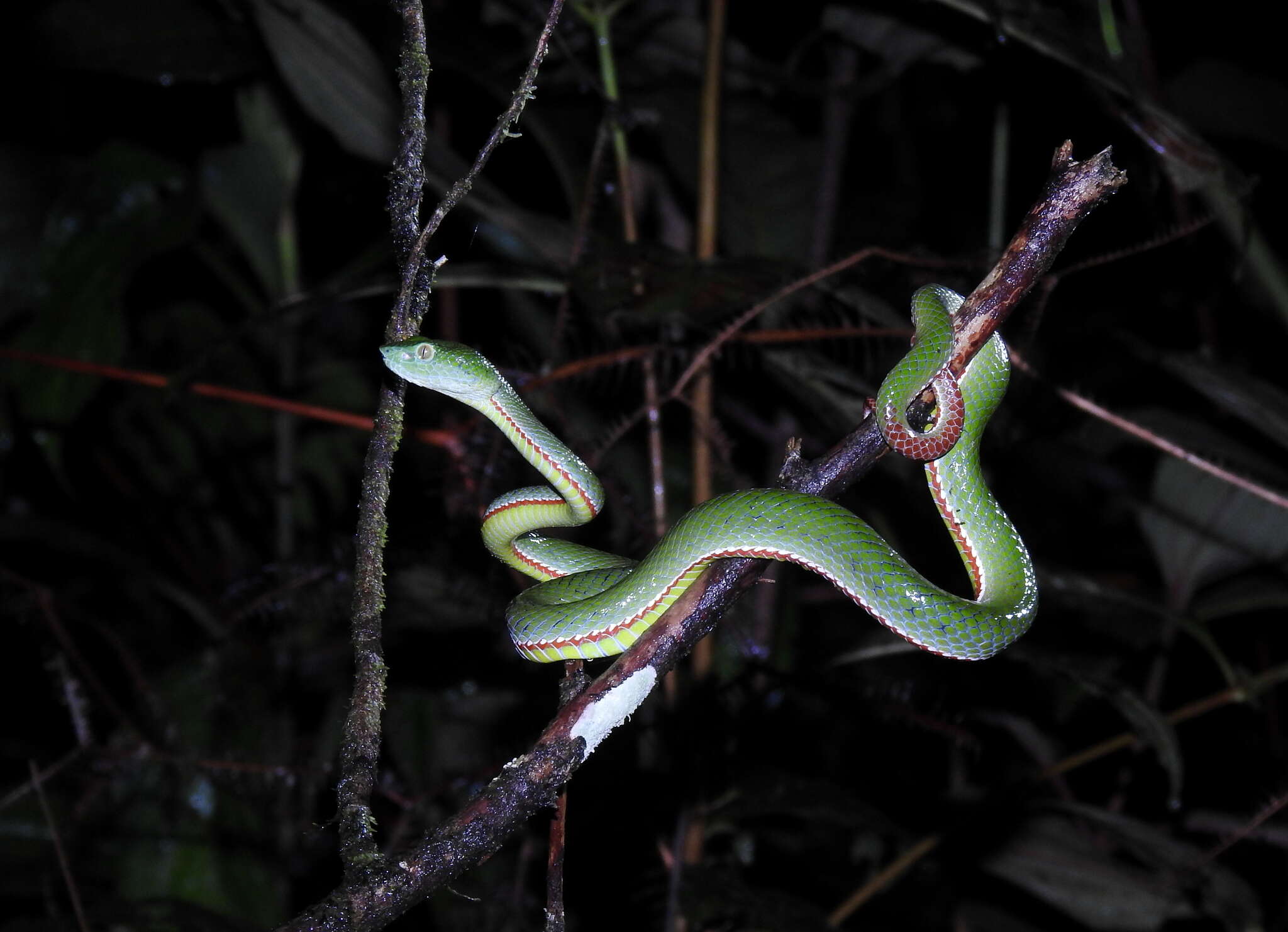 Sivun <i>Trimeresurus sabahi fucatus</i> kuva