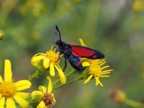 Plancia ëd Zygaena dorycnii Ochsenheimer 1808