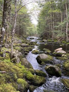 Image of river feather-moss