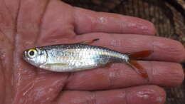 Image of Sharptooth tetra