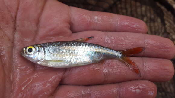 Image of Sharptooth tetra