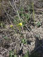 Linum corymbulosum Rchb. resmi